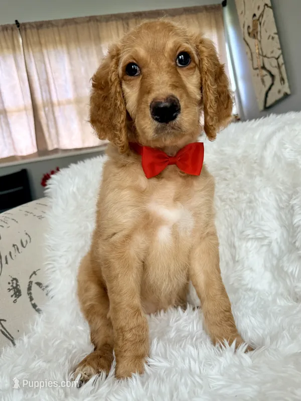 Red Girl F1B Standard Goldendoodle  – Goldendoodle puppy for sale in Jacksonville, FL