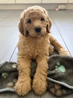Orange Girl F1B Standard Goldendoodle , a female Goldendoodle for sale in Jacksonville, FL – 2 of 2