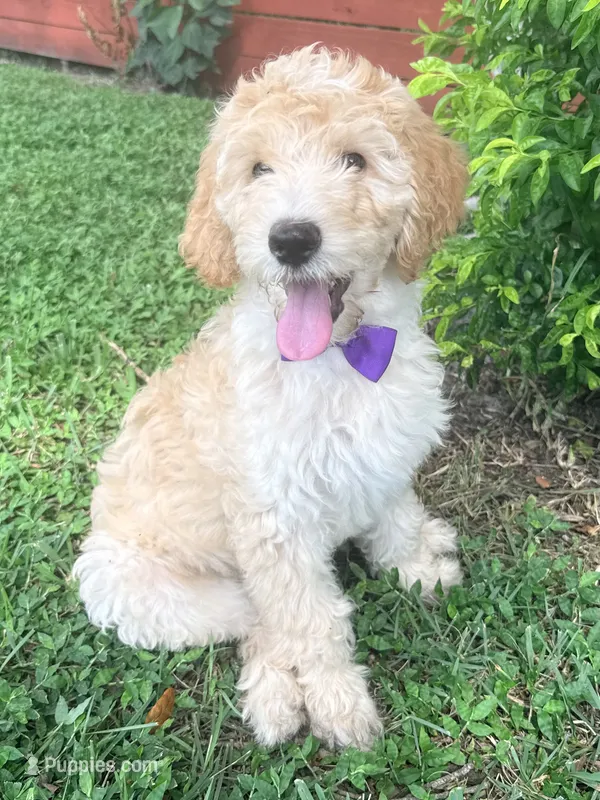 Purple Girl F1B Standard Goldendoodle  – Goldendoodle puppy for sale in Jacksonville, FL