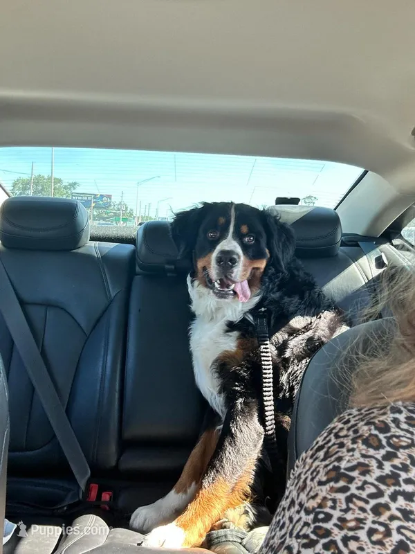 Oakley – Bernese Mountain Dog puppy for sale in Spring Hill, FL