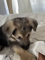 King , a male German Shepherd Dog for sale in Miami, FL – Photo 6 of 7