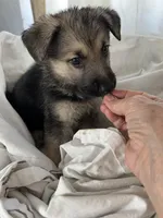 King , a male German Shepherd Dog for sale in Miami, FL – Photo 7 of 7