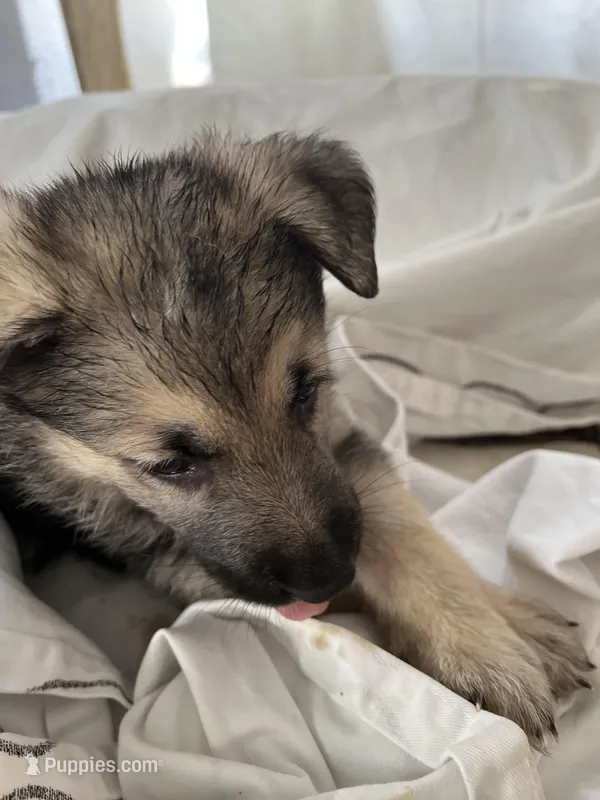 King , a male German Shepherd Dog for sale in Miami, FL – Photo 1 of 7