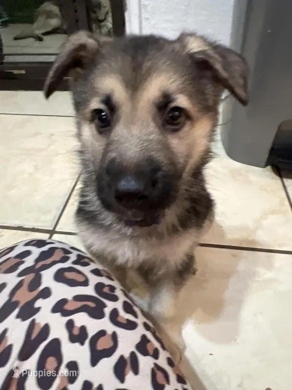 King  – German Shepherd Dog puppy for sale in Miami, FL