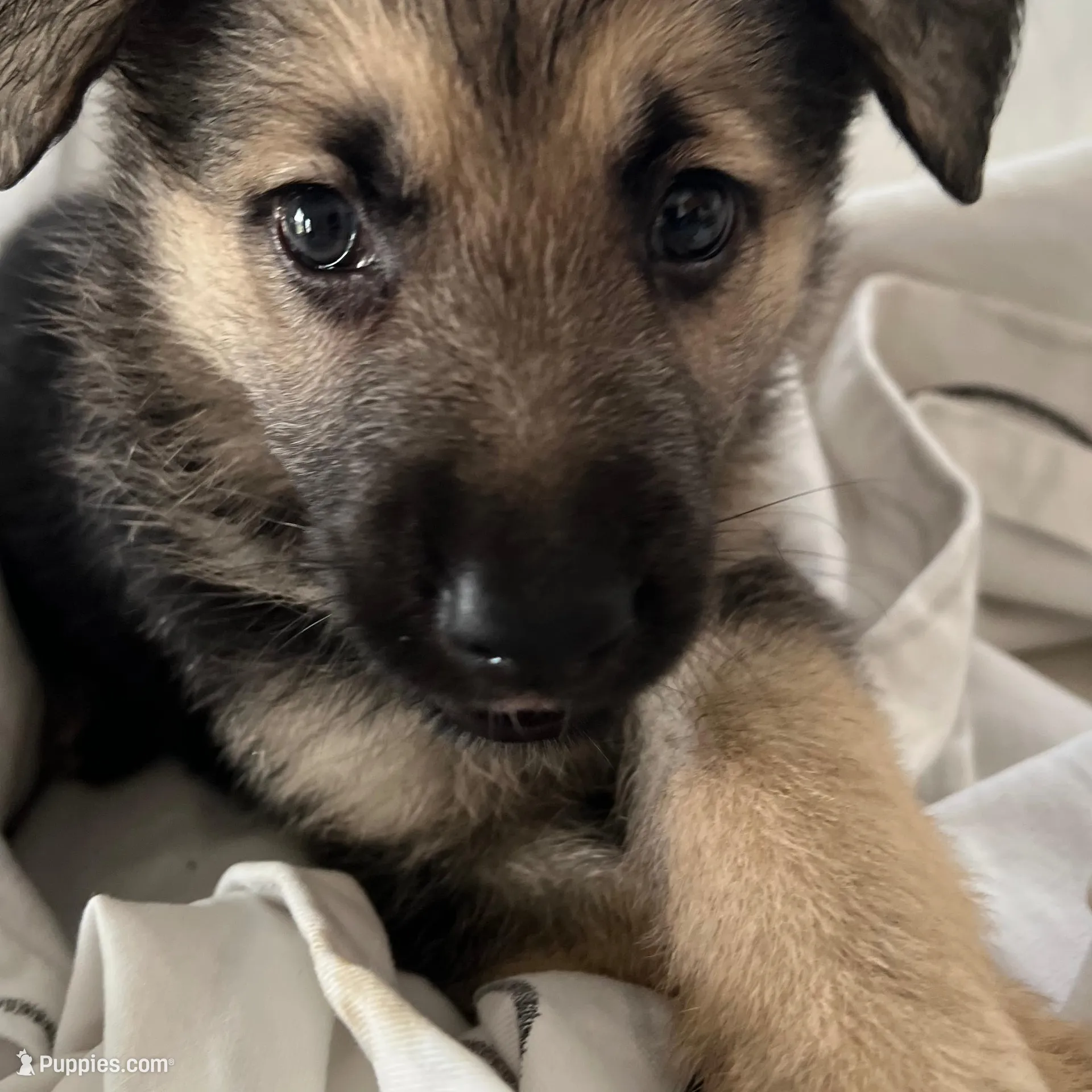 King , a male German Shepherd Dog for sale in Miami, FL – Photo 4 of 7