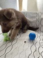 Bear, a male German Shepherd Dog for sale in Miami, FL – Photo 6 of 8