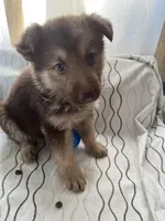 Bear, a male German Shepherd Dog for sale in Miami, FL – Photo 8 of 8