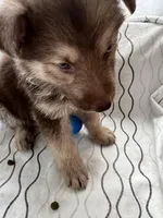 Bear, a male German Shepherd Dog for sale in Miami, FL – Photo 3 of 8