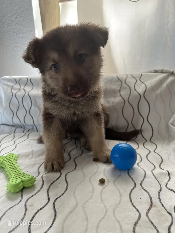 Bear – German Shepherd Dog puppy for sale in Miami, FL
