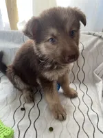 Bear, a male German Shepherd Dog for sale in Miami, FL – Photo 7 of 8