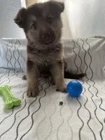 Bear, a male German Shepherd Dog for sale in Miami, FL – Photo 5 of 8