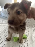 Lily , a female German Shepherd Dog for sale in Miami, FL – Photo 4 of 10