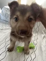 Lily , a female German Shepherd Dog for sale in Miami, FL – Photo 2 of 10