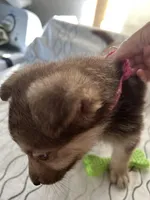 Lily , a female German Shepherd Dog for sale in Miami, FL – Photo 3 of 10