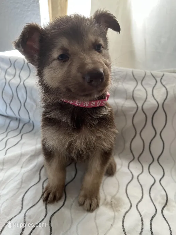 Lily  – German Shepherd Dog puppy for sale in Miami, FL