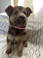 Lily , a female German Shepherd Dog for sale in Miami, FL – Photo 5 of 10