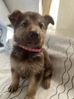 Lily , a female German Shepherd Dog for sale in Miami, FL – Photo 7 of 10