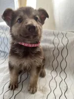 Lily , a female German Shepherd Dog for sale in Miami, FL – Photo 8 of 10