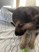 Lily , a female German Shepherd Dog for sale in Miami, FL – Photo 6 of 10