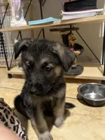 Rocky, a male German Shepherd Dog for sale in Miami, FL – Photo 9 of 10