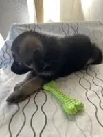 Rocky, a male German Shepherd Dog for sale in Miami, FL – Photo 2 of 6