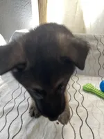 Rocky, a male German Shepherd Dog for sale in Miami, FL – Photo 3 of 6