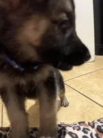 Rocky, a male German Shepherd Dog for sale in Miami, FL – Photo 7 of 10