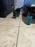 Rocky, a male German Shepherd Dog for sale in Miami, FL – Photo 5 of 10