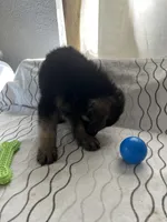 Rocky, a male German Shepherd Dog for sale in Miami, FL – Photo 5 of 6