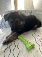 Rocky, a male German Shepherd Dog for sale in Miami, FL – Photo 1 of 6