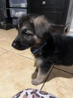 Rocky, a male German Shepherd Dog for sale in Miami, FL – Photo 10 of 10