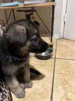 Rocky, a male German Shepherd Dog for sale in Miami, FL – Photo 8 of 10