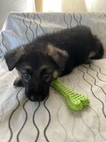 Rocky, a male German Shepherd Dog for sale in Miami, FL – Photo 6 of 6