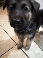 Rocky, a male German Shepherd Dog for sale in Miami, FL – Photo 3 of 10