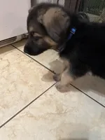 Rocky, a male German Shepherd Dog for sale in Miami, FL – Photo 4 of 10