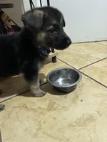 Rocky, a male German Shepherd Dog for sale in Miami, FL – Photo 6 of 10