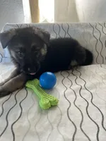 Rocky, a male German Shepherd Dog for sale in Miami, FL – Photo 4 of 6