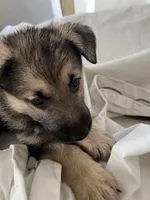 Max, a male German Shepherd Dog for sale in Miami, FL – Photo 2 of 8