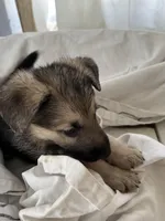 Max, a male German Shepherd Dog for sale in Miami, FL – Photo 4 of 8