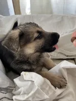 Max, a male German Shepherd Dog for sale in Miami, FL – Photo 3 of 8