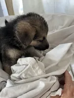 Max, a male German Shepherd Dog for sale in Miami, FL – Photo 5 of 8