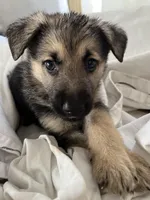 Max, a male German Shepherd Dog for sale in Miami, FL – Photo 1 of 8