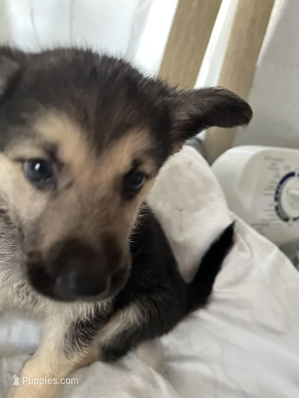 Buddy  – German Shepherd Dog puppy for sale in Miami, FL