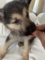 Buddy , a male German Shepherd Dog for sale in Miami, FL – Photo 2 of 5