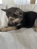 Buddy , a male German Shepherd Dog for sale in Miami, FL – Photo 3 of 5