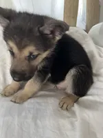 Buddy , a male German Shepherd Dog for sale in Miami, FL – Photo 5 of 5