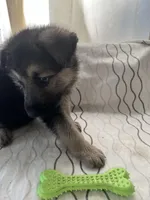 Bella, a female German Shepherd Dog for sale in Miami, FL – Photo 1 of 4