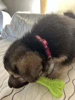 Bella, a female German Shepherd Dog for sale in Miami, FL – Photo 3 of 4