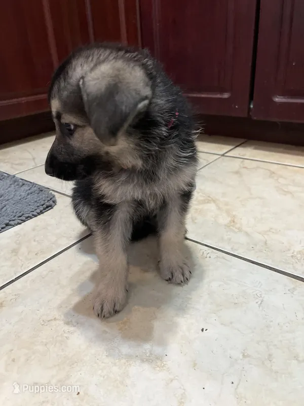 Bella – German Shepherd Dog puppy for sale in Miami, FL