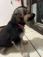 Bella, a female German Shepherd Dog for sale in Miami, FL – Photo 4 of 6